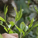 Lceland Golden Leaves Raw Pu'er Tea Cake Pu-erh Tea 357g Yunnan Puerh Raw Tea