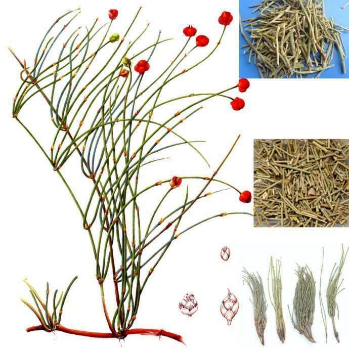 Raw Mo & Huang Herb Tea Herbal Green Tea Natural Mu & huang Tea