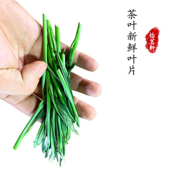 Premium Green Tea Organic Green Tea Pacific Houkui Monkey King 250g/8.8oz