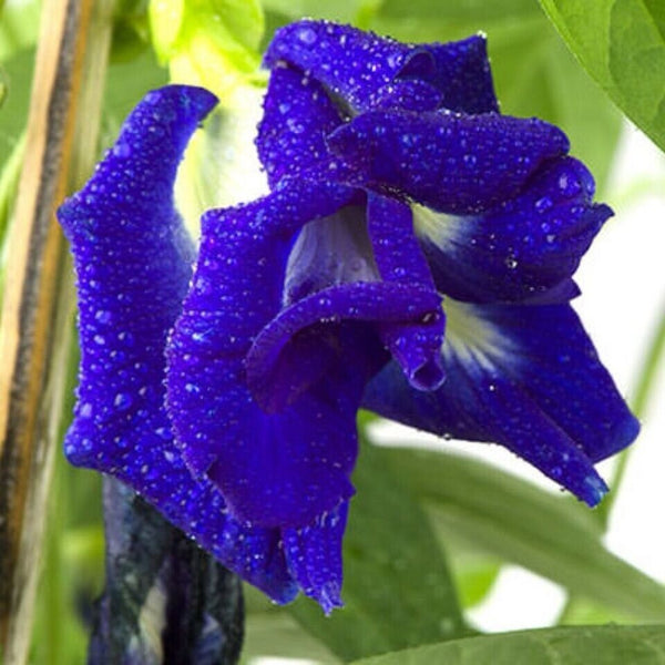 Dried Flower Natural Herbal Pure Drink 100% Butterfly Pea Blue Organic Tea