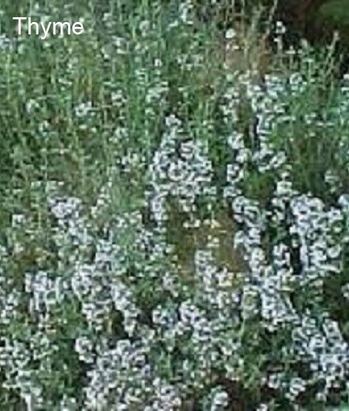 TISANE BIO FEUILLE DE THYM 100g Thymus vulgaris herbe séchée
