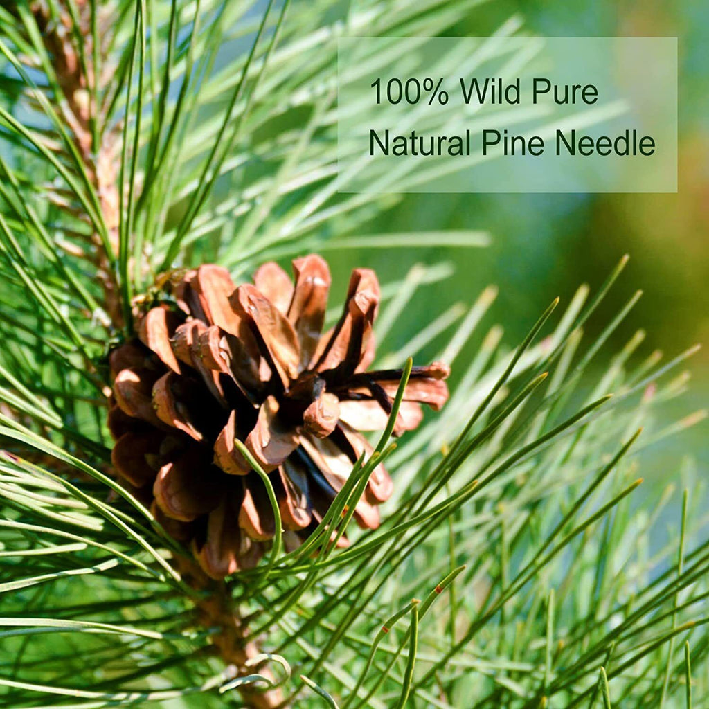 TEARELAE Needle Tea Bags 2.5g X 40 Bags Natural Dried Masson Pine Needles