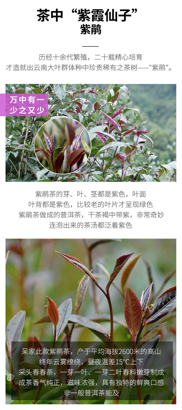 Zi Juan Pu'er Tea Wild Purple Ancient Tree Pu-erh Tea Raw Puerh 200g/7.04oz