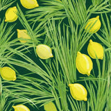 Cut Lemon Grass tea Herb Organic pure natural Lemongrass Tea Leaves