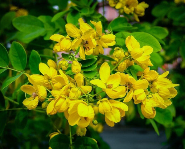Senna Laxative Senna Leaves Organic Powder (Senna Alexandrina) Healthy tea