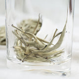 TEARELAE Silver Needle White Tea 113g Yunnan Bai Hao Yin Zhen