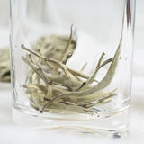 2023 TEARELAE Silver Needle White Tea 113g Yunnan Bai Hao Yin Zhen