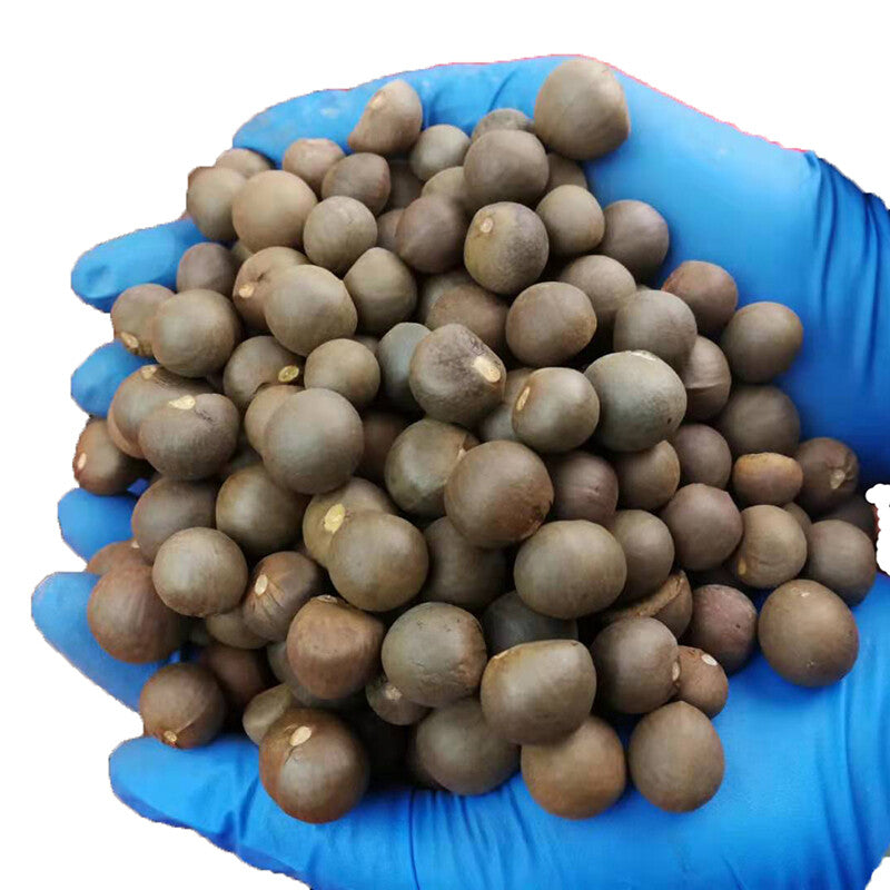 500g Xinyang Maojian Tea Seeds Camellia Sinensis Seed For Planting Main image