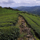 250g Flower Fragrance Narcissus Oolong Tea Carbon Baked Wuyi Rock Tea Loose Leaf