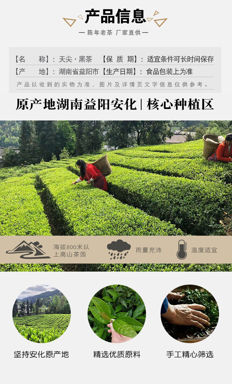 TIAN JIAN * Old Tea Yiyang Anhua Dark Tea Loose Leaf Chinese Tea HEI CHA 250g