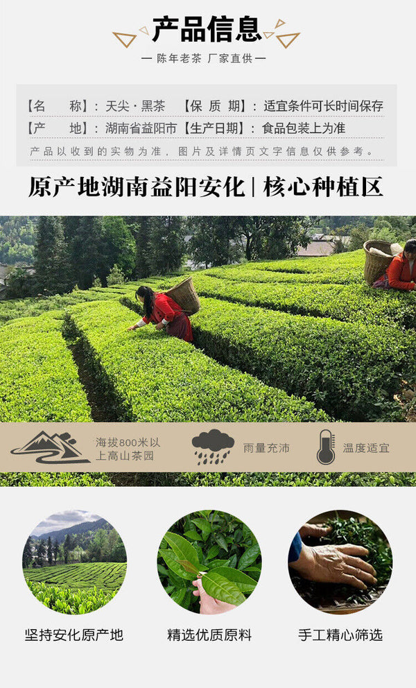 TIAN JIAN * Old Tea Yiyang Anhua Dark Tea Loose Leaf Chinese Tea HEI CHA 250g