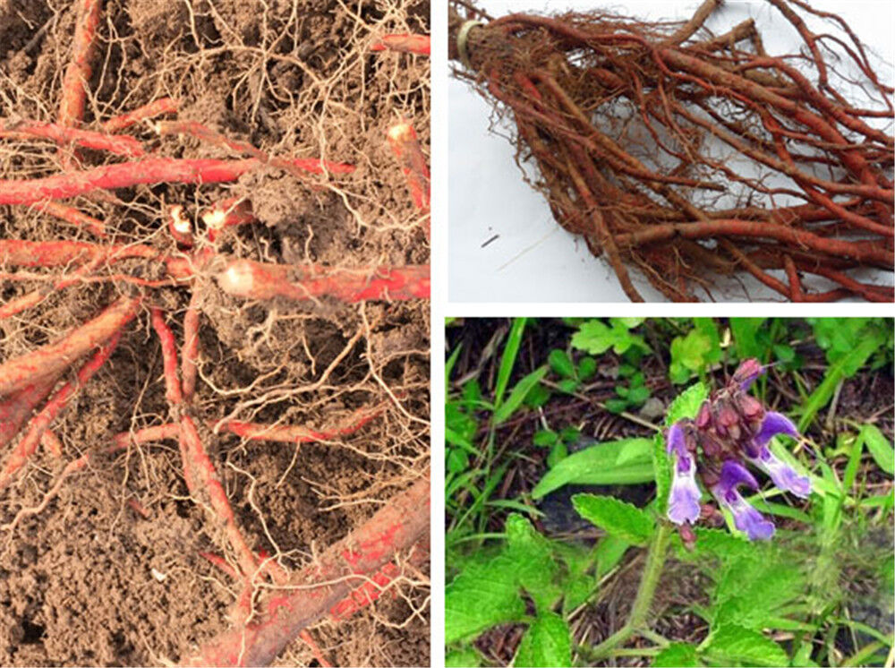 250/500g Red Sage Dan Shen Root (Salvia miltiorrhiza) Organic Chinese Medicine