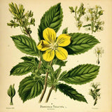 Damiana Leaf Dried Cut Turnera Diffusa 100% Pure Damiana Herb Herbalism 1.7 oz