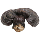 100% Natural Black Ganoderma Lucidum Halal Dried Ganoderma Mushroom 17.6oz