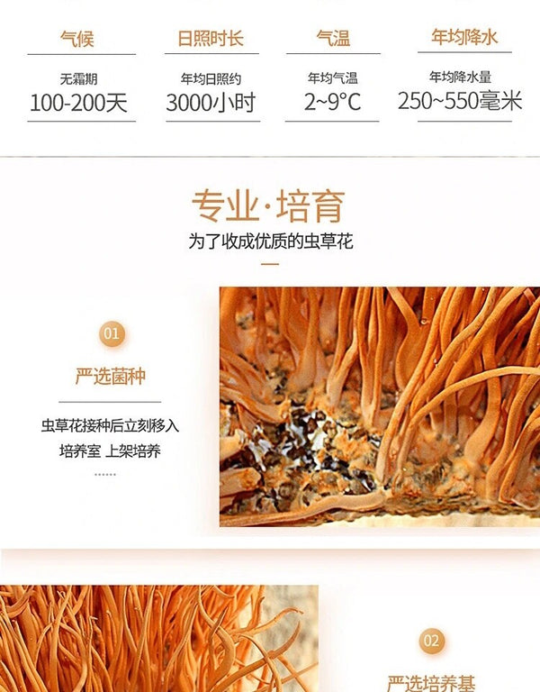 Militaris Fungus Chong Cao Hua Organic Premium 500g Super Mushroom Cordyceps