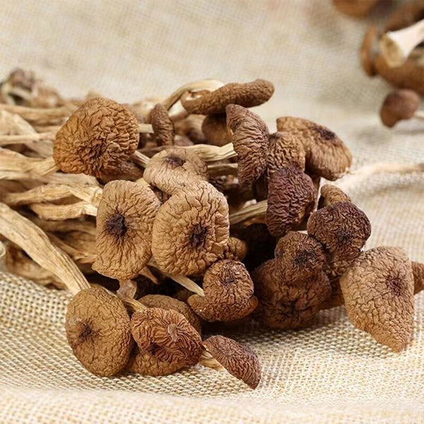Natural Tea Tree Mushrooms agrocybe cylindracea Dried Mushrooms Kitchen Food 茶树菇