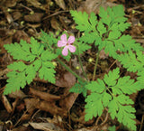 HERB ROBERT CRANESBILL PREMIUM HARVEST HERBAL TEA 90g Geranium robertianum