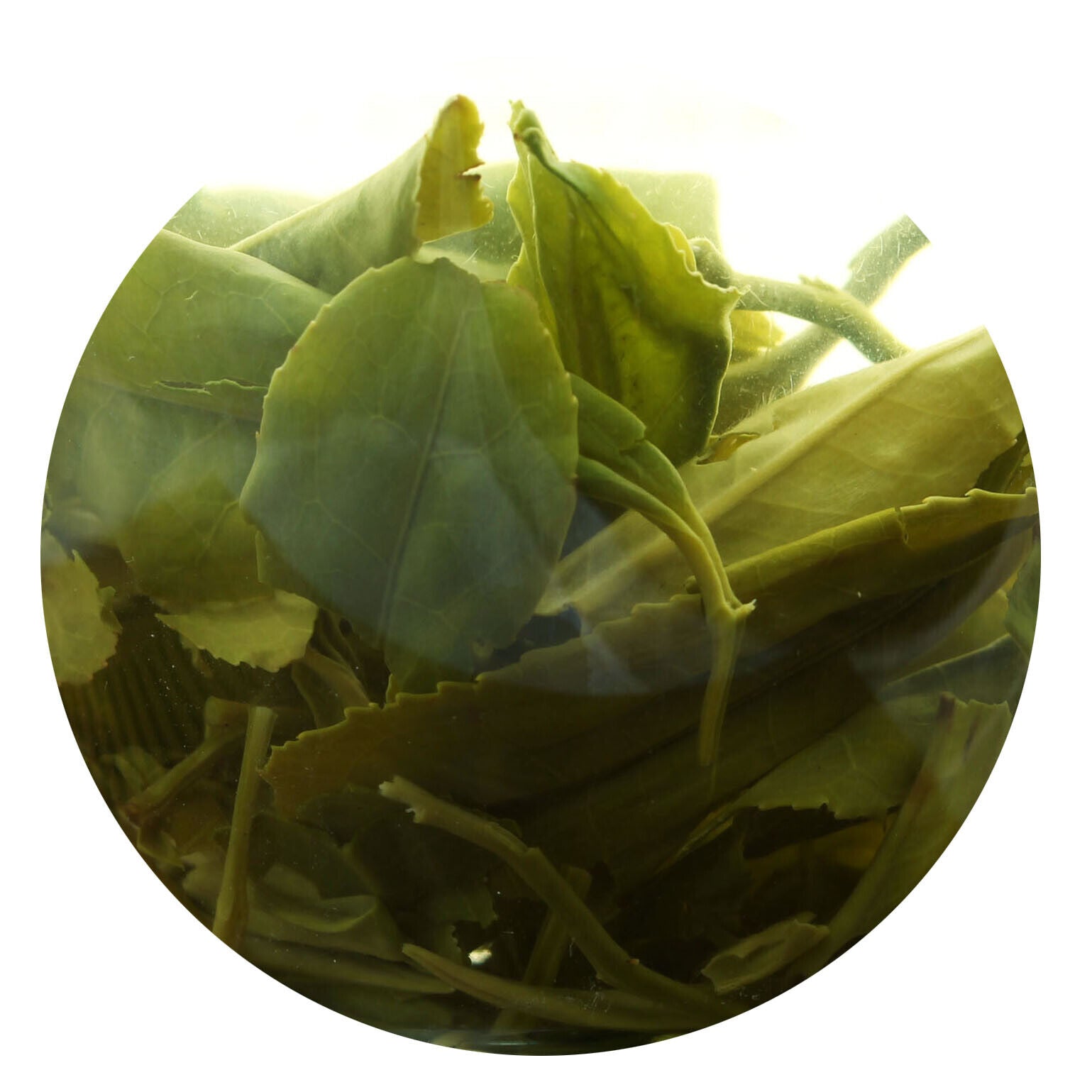 GOARTEA 250g Premium Suzhou Biluochun Grüner Tee Spring PiloChun Green Tea Loose