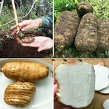 Natural Organic Green Food Health Care 500g 15 Pieces Tianma Healthy Herbal Tea