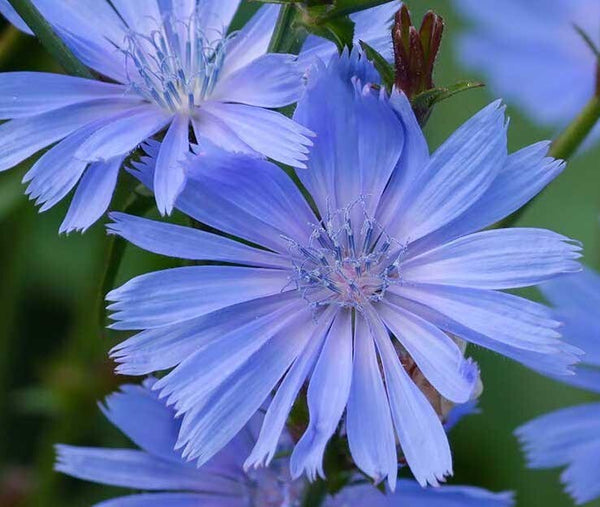 Zichorienwurzel geröstetes Granulat hoher Qualität(Cichorium intybusKräuterkunde