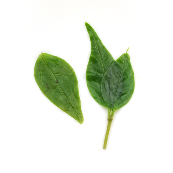 HELLOYOUNG 250g Premium Kuding Bitter Herb Green Tea Qingshan Lushui Small-leaf