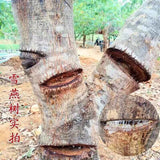 Natural Dried Gum Tree Secretion 雪燕 Xueyan Xue Yan, Snow Bird Nest Tao Jiao