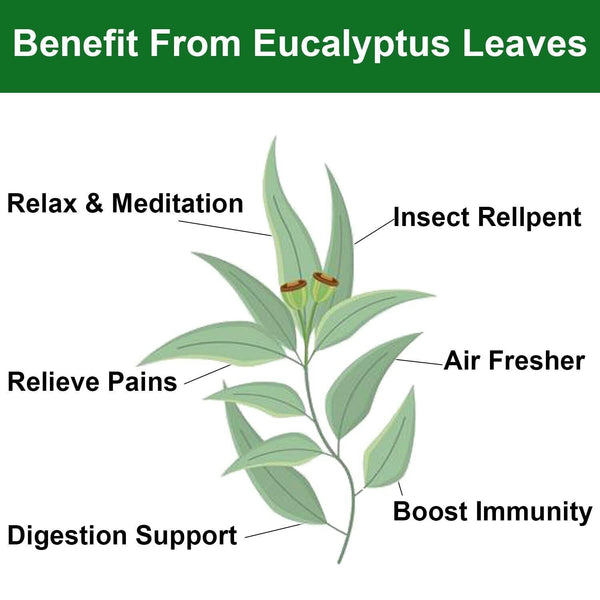 FullChea Dried Eucalyptus Leaves 114g Hojas de Eucalipto Herb Whole Leaf