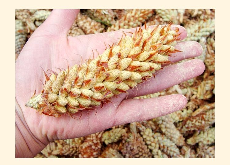 10bags*50g Wild Harvested Shell-broken Pine Pollen Powder 99% Crack Certificated