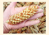 10bags*50g Wild Harvested Shell-broken Pine Pollen Powder 99% Crack Certificated