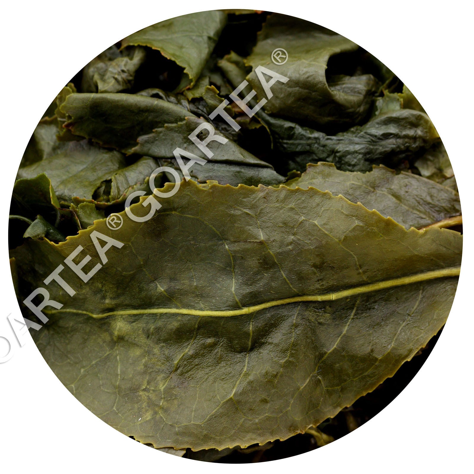 HELLOYOUNG Supreme Taiwan Dongding Oolong Tea High Mountain Tung-ting Green