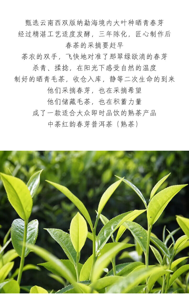ChinaTea Red Rhyme Spring Bud  Yunnan Menghai Pu'er Tea Ripe Cooked Tea 357g