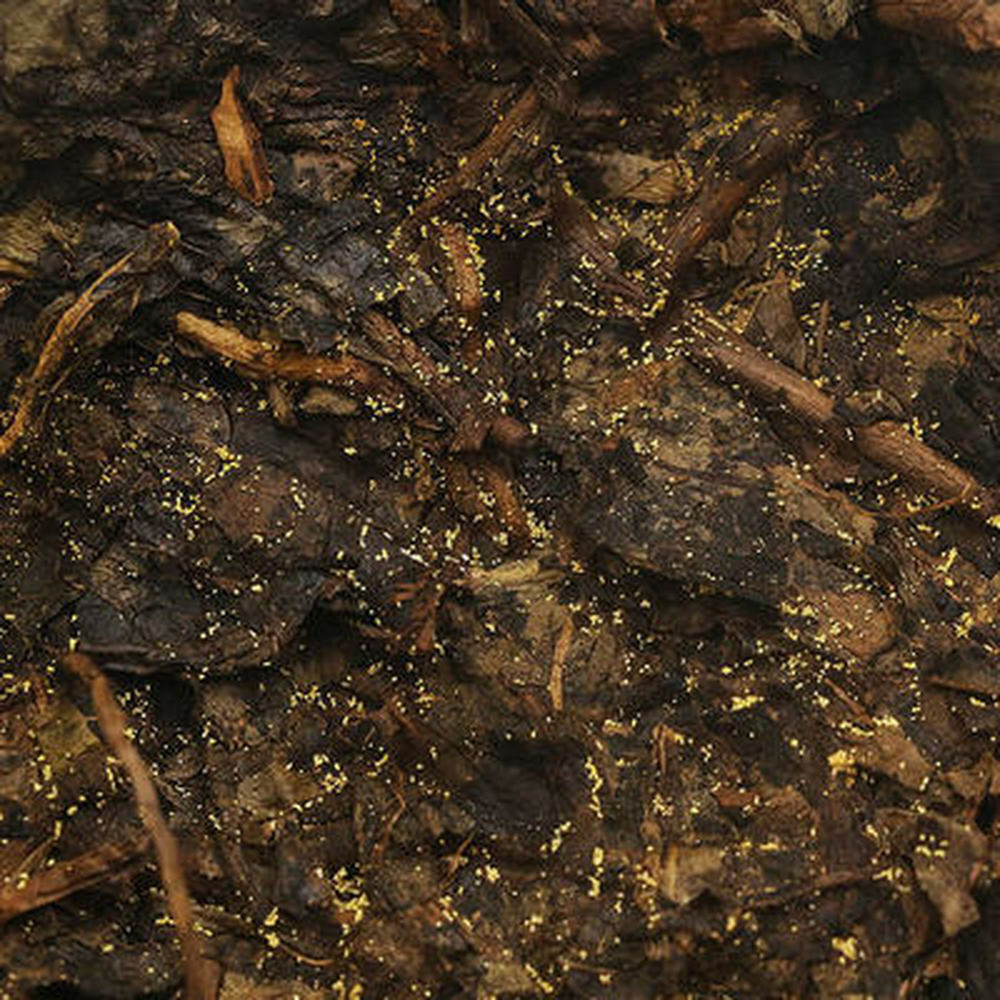 Anhua Baishaxi 1953 Fucha Hunan Anhua Black Tea 338g Golden Flower Dark Tea