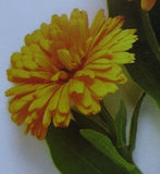 CALENDULA MARIGOLD PETALS ORGANIC HERBAL TEA 100g Officinalis dried herb