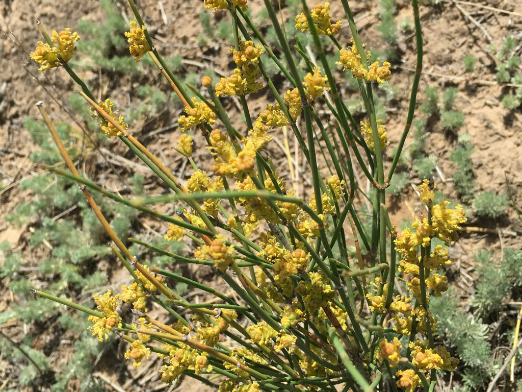 1ooo g/36OZ Newest Natural Energy Huang Tea Free Shipping