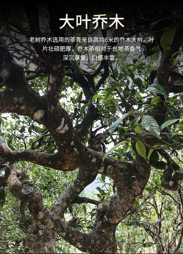 Haiwan Old Tree Tea Puer Tea "Lao Shu Qiao Mu" Pu-erh Ripe Pu Er Brick 250g
