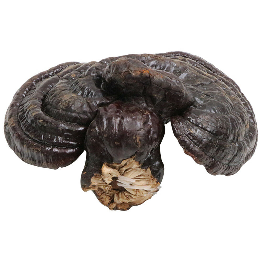 100% Natural Black Ganoderma Lucidum Halal Dried Ganoderma Mushroom 17.6oz Secondary image