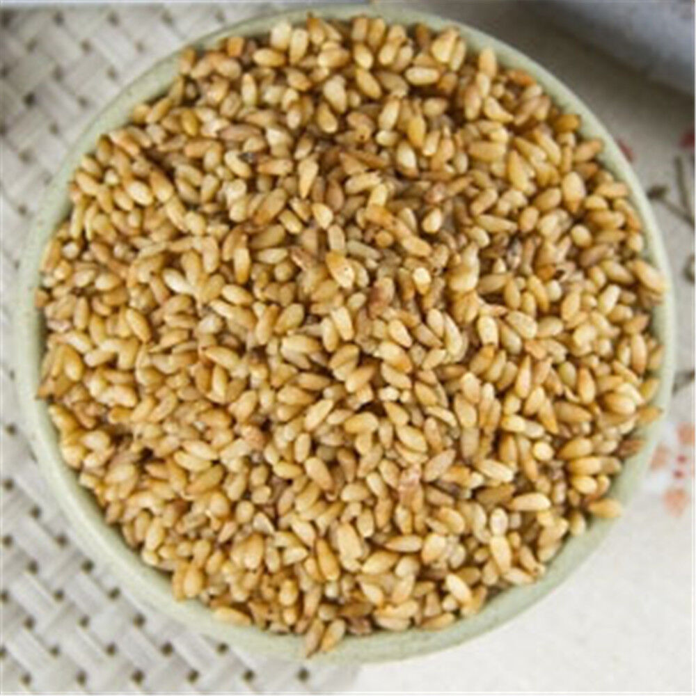 Medicinal Chinese Herb Bai Zi Ren Semen Biotae Orientalis 100% Natural
