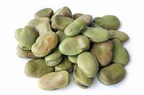 Natural Fava Beans (Broad Beans) - 1 lb - Whole, Dried, Skin-On Raw Legumes Main image