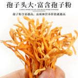 Dried Jin Chong Cao Herb Cordyceps Militaris Cordyceps Flower 虫草花
