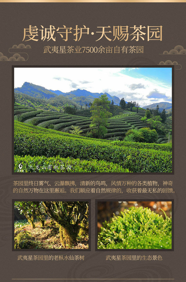 Wuyi Star Dahongpao Big Red RobeWuyi Rock Tea Origin Oolong Tea 250g/8.8oz