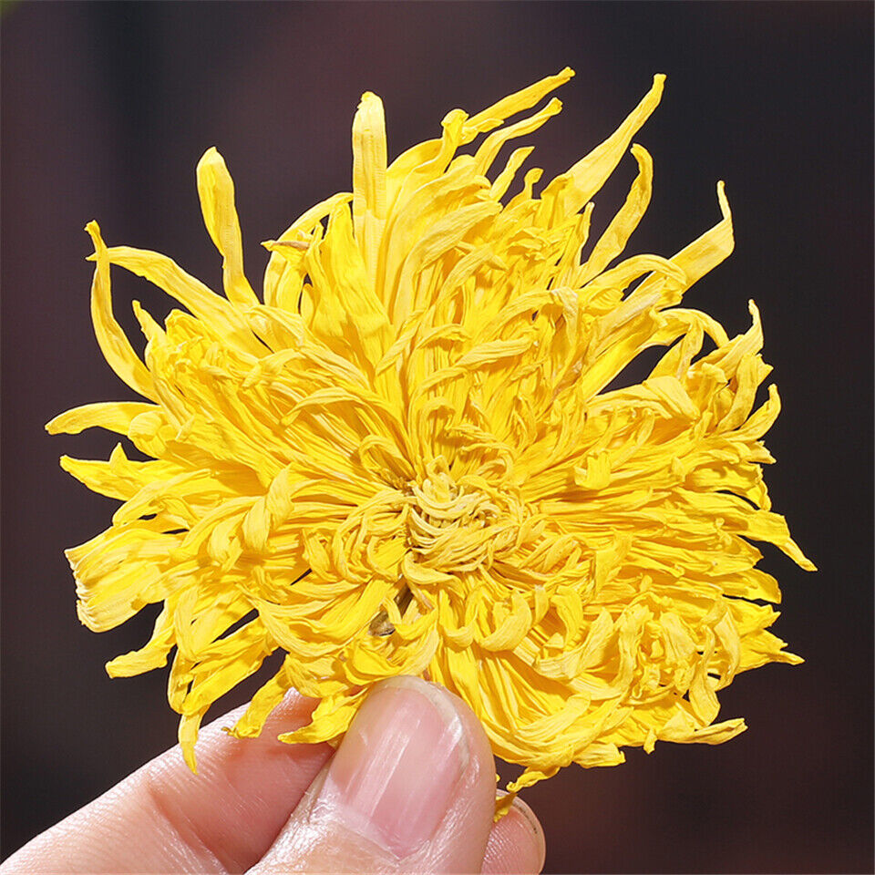 Golden Chrysanthemum Tea Flower Blossom Cooling Healing Floral Tea 100 Blooms