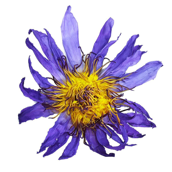 FullChea Premium Egyptian Whole Flower - 1oz/30g - Whole Flower Herbal Tea