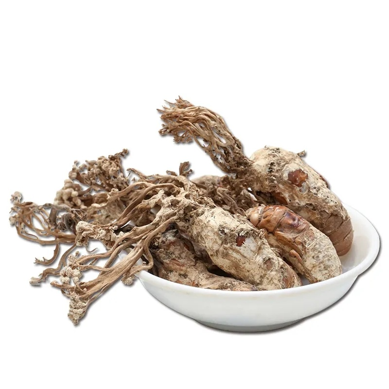 100g Golden Cicada Flower Isaria cicadae Miq Big Cordyceps Sinensis 金蝉花 大虫草