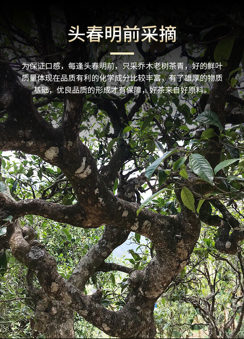 Haiwan Lao Tong Zhi 9908 Ripe Pu'er Lao Cha Tou Old Brick Shu Puer Tea 500g