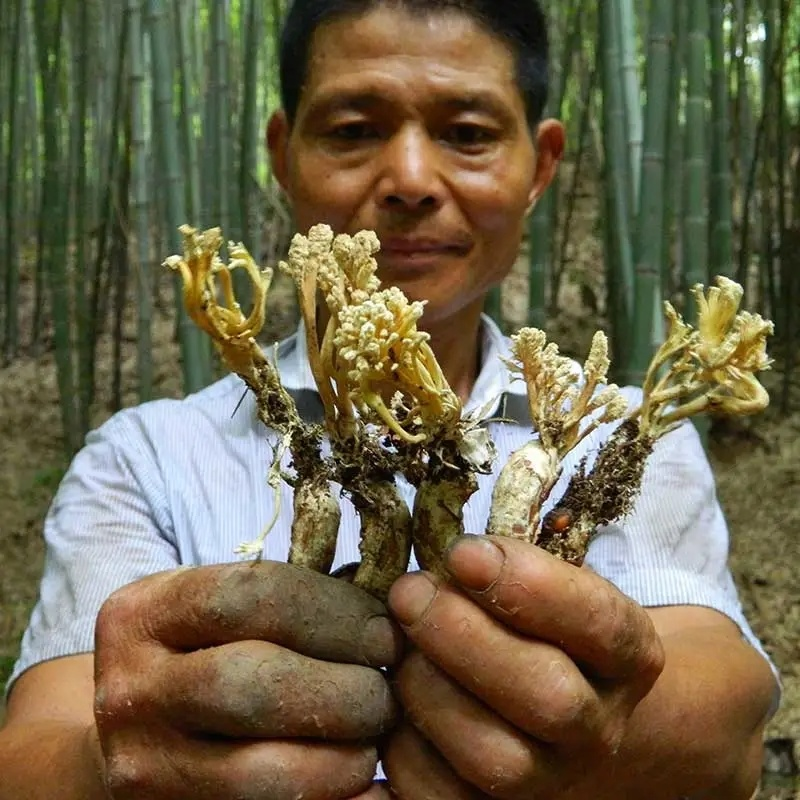 100g Golden Cicada Flower Isaria cicadae Miq Big Cordyceps Sinensis 金蝉花 大虫草