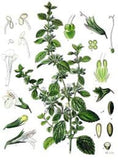 LEMON BALM ORGANIC HERBAL TEA 40g Melissa officinalis dried herb