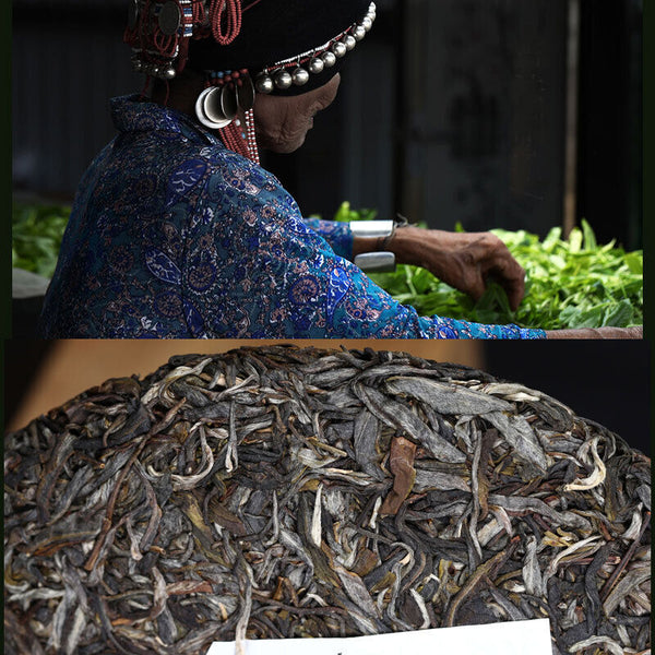 Haiwan Pa Sha Ancient Tree Raw Puer Tea Aged Tree Sheng Puerh Tea 500g