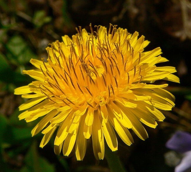 Dandelion Medicinal Edible Flowers Giant Dandelion Dandelion Flowers Main image
