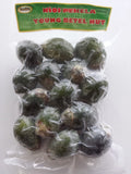 YOUNG BETEL NUTS Areca Catechu nut FREE PRIORITY SHIPPING AKA pugua 20pcs