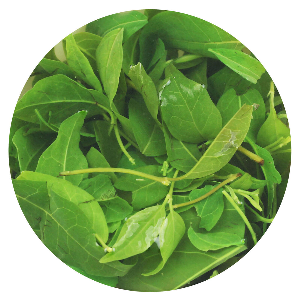 HELLOYOUNG 250g Premium Kuding Bitter Herb Green Tea Qingshan Lushui Small-leaf